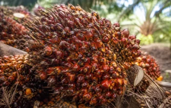 Harga Sawit Riau Naik Jadi Rp3.985 per Kg Pekan Ini