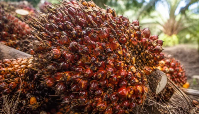 Harga Sawit Riau Naik Jadi Rp3.985 per Kg, Selisih Plasma dan Swadaya Capai Rp645