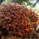 Harga Sawit Riau Naik Jadi Rp3.985 per Kg Pekan Ini