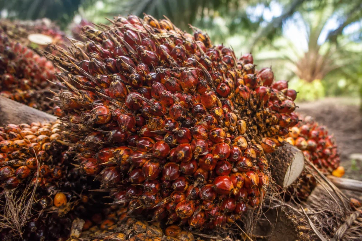 Harga Sawit Riau Naik Jadi Rp3.985 per Kg Pekan Ini