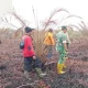 Hujan Lebat Jinakkan Api, Tim Gabungan Sisir Karhutla Desa Buluh Apo