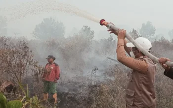 Karhutla Pelalawan Bakar 969 Hektare Lahan Gambut