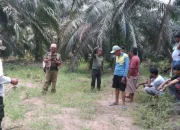 Konflik Gajah Liar di Sebanga Jatuhkan Korban Jiwa
