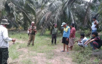 Konflik Gajah Liar di Sebanga Jatuhkan Korban Jiwa