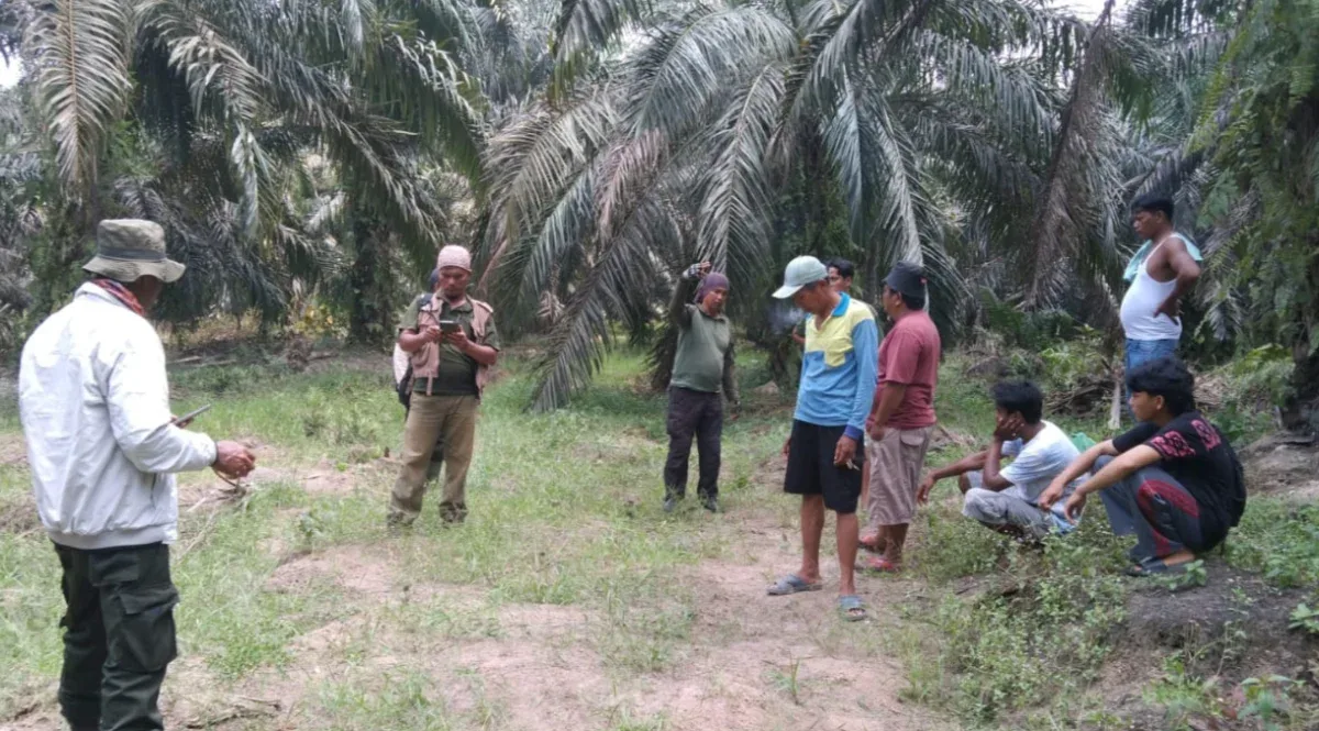 Konflik Gajah Liar di Sebanga Jatuhkan Korban Jiwa