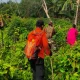 Lansia 80 Tahun Hilang di Perkebunan Meranti, Tim SAR Lakukan Pencarian