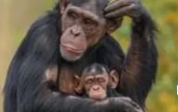 Monyet Liar Tembilahan Serang 16 Warga, Video Viral Dibantah