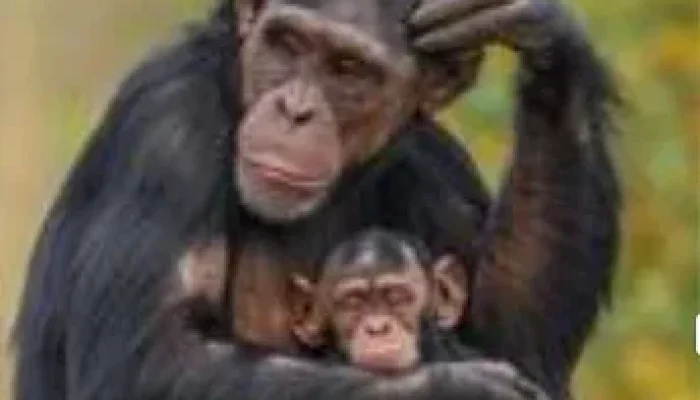 Serangan Monyet Liar di Tembilahan Bertambah Jadi 16 Korban, DPKP Bantah Video Gerombolan Viral
