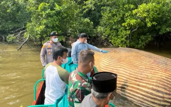 Diduga Bangkai Paus Ditemukan di Inhil, KKP Evakuasi