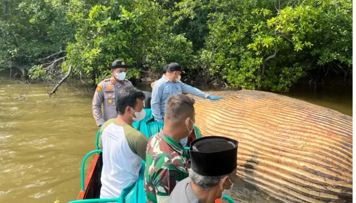Diduga Bangkai Paus Ditemukan di Inhil, KKP Lakukan Evakuasi