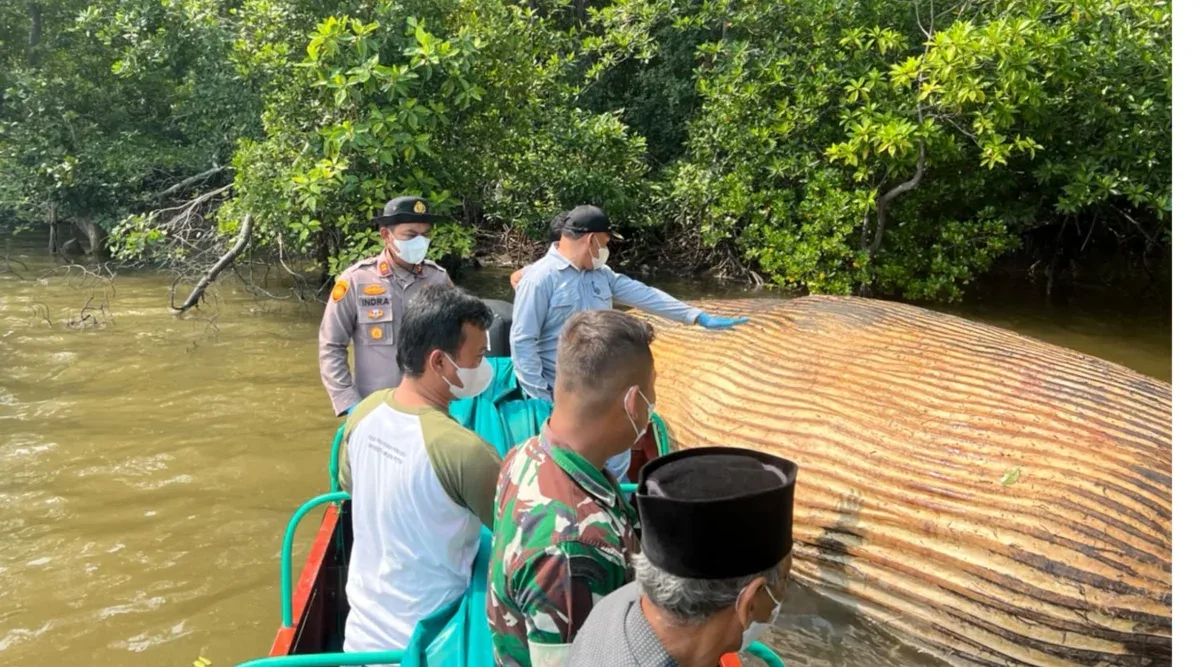Diduga Bangkai Paus Ditemukan di Inhil, KKP Evakuasi