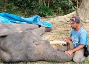 Gajah Sumatra Diego Mati di PLG Minas karena Gangguan Pencernaan