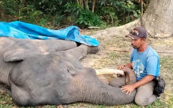Gajah Sumatra Diego Mati di PLG Minas karena Gangguan Pencernaan