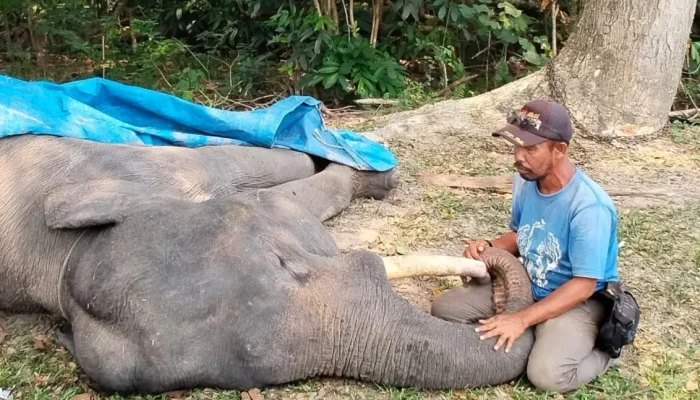 Gajah Sumatra Jinak Bernama Diego Mati di PLG Minas Akibat Gangguan Pencernaa