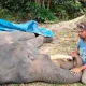 Gajah Sumatra Jinak Bernama Diego Mati di PLG Minas Akibat Gangguan Pencernaa