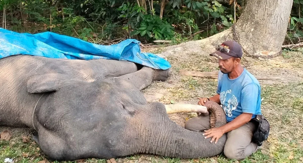 Gajah Sumatra Diego Mati di PLG Minas karena Gangguan Pencernaan