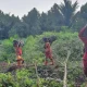 Karhutla Bengkalis Hari Ketiga, 3,3 Hektare Berhasil Dipadamkan