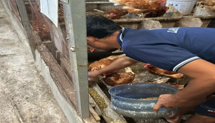 Lapas Bengkalis Latih Warga Binaan Beternak Ayam untuk Bekal Mandiri