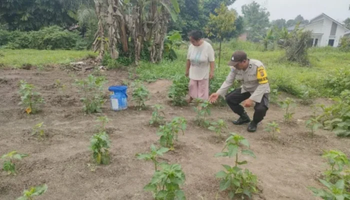 Bhabinkamtibmas Pantau Kebun Cabai, Ketahanan Pangan Sotol Diperkuat